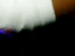 紧的猫哥伦比亚的美丽